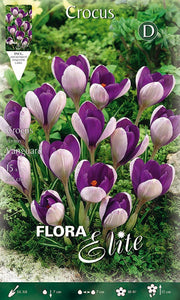 CROCUS VANGUARD (CONFEZIONE 10 BULBI)