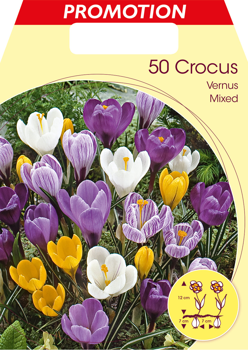 CROCUS VERNUS MIX (CONFEZIONE 50 BULBI)