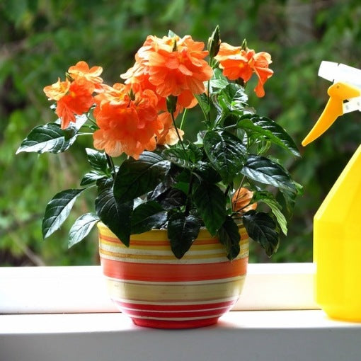 CROSSANDRA FORTUNA ARANCIONE VASO 13CM