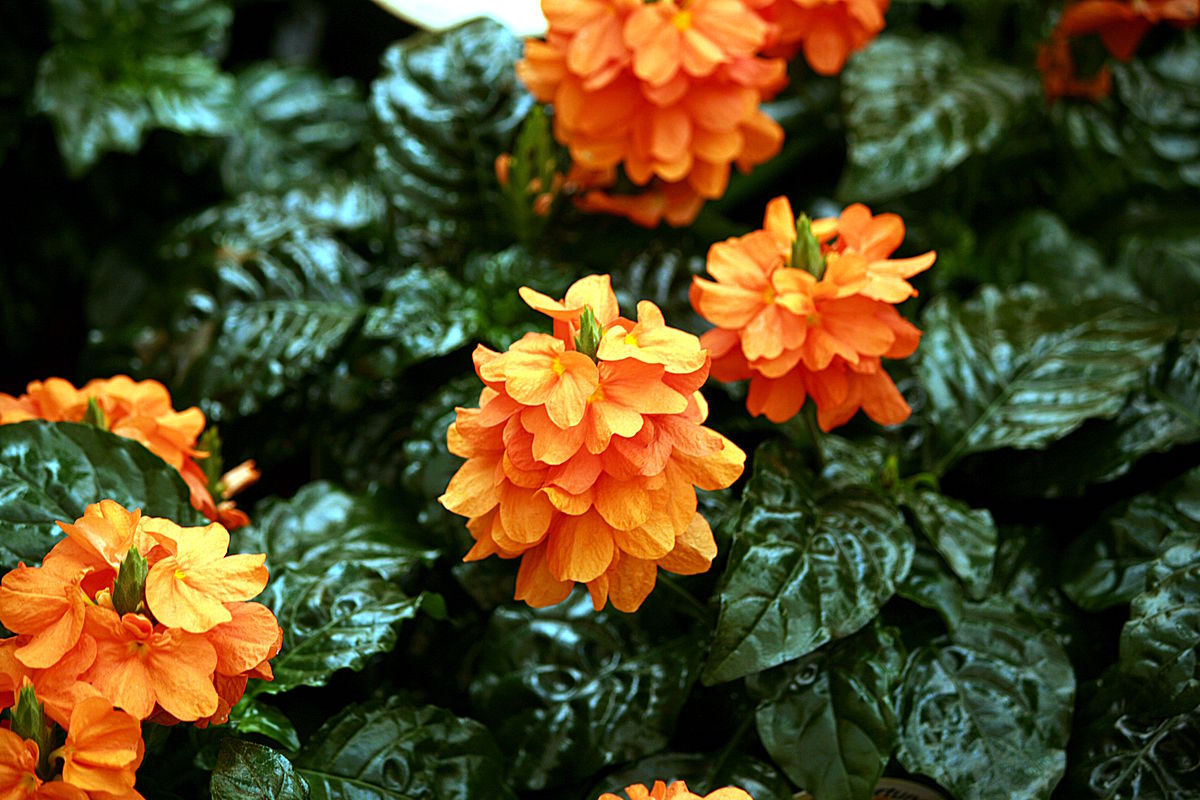 CROSSANDRA FORTUNA ARANCIONE VASO 13CM