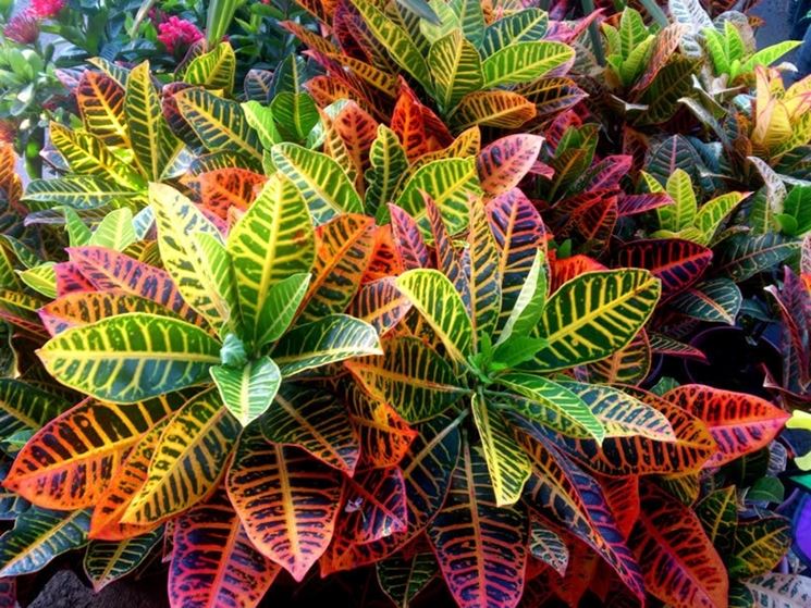 CODIAEUM VARIEGATUM VASO 17CM