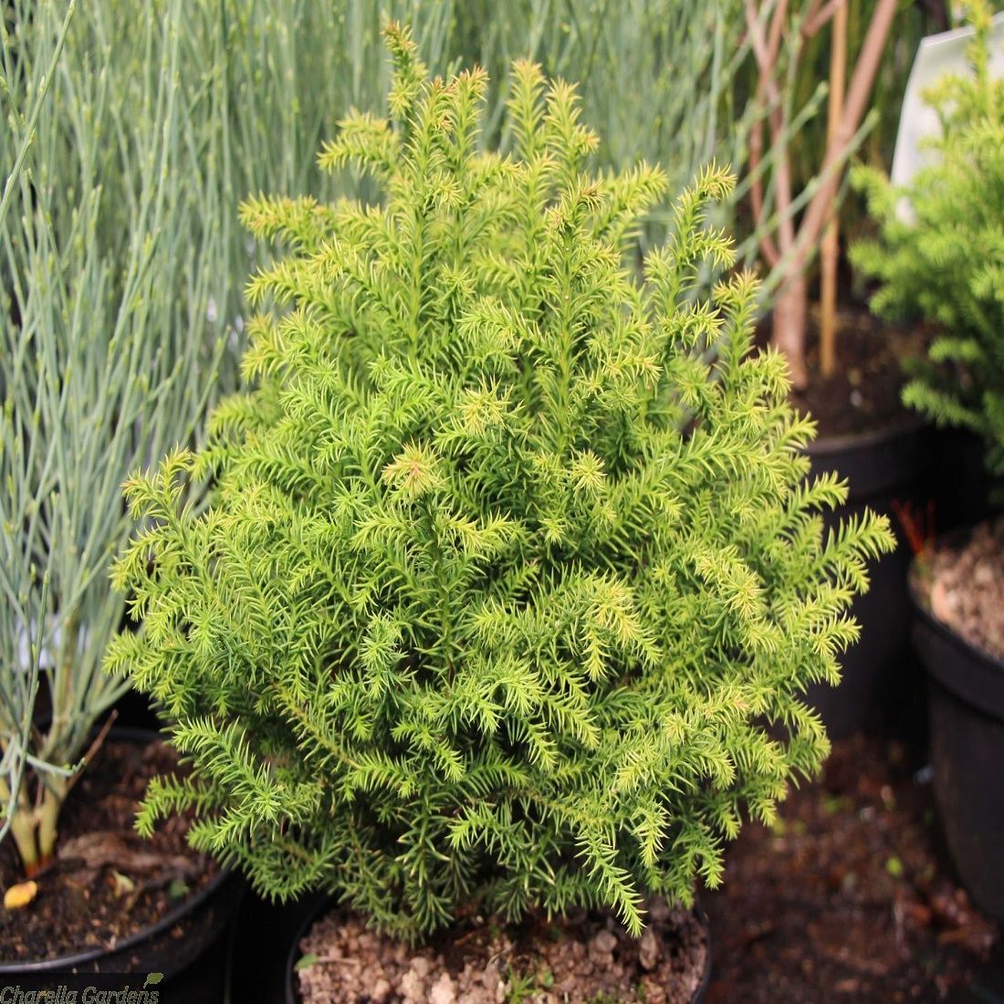 CRYPTOMERIA JAPONICA VILMORINIANA GOLD VASO 19CM