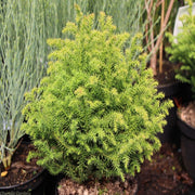 CRYPTOMERIA JAPONICA VILMORINIANA GOLD VASO 19CM