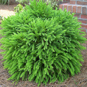 CRYPTOMERIA JAPONICA MONSTROSA NANA VASO 19CM