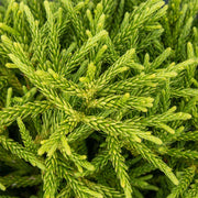 CRYPTOMERIA JAPONICA LITTLE CHAMPION VASO 23CM