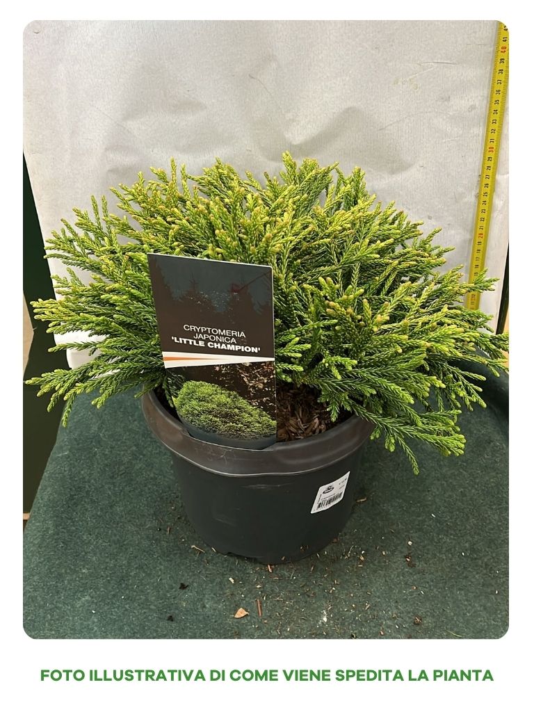 CRYPTOMERIA JAPONICA LITTLE CHAMPION VASO 23CM