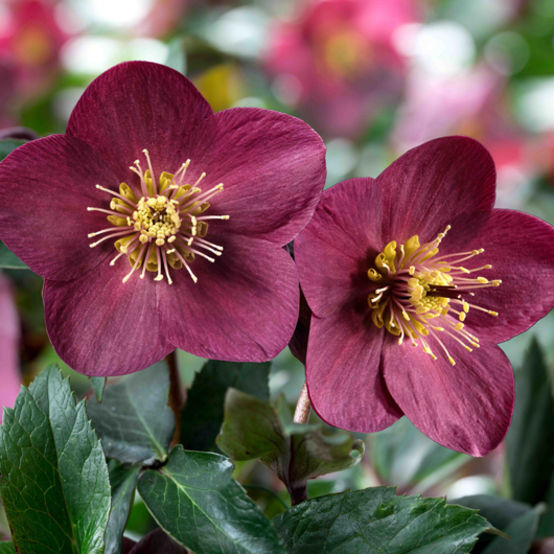 HELLEBORUS ICE N’ ROSES EARLY RED ROSA DI NATALE VASO 15CM
