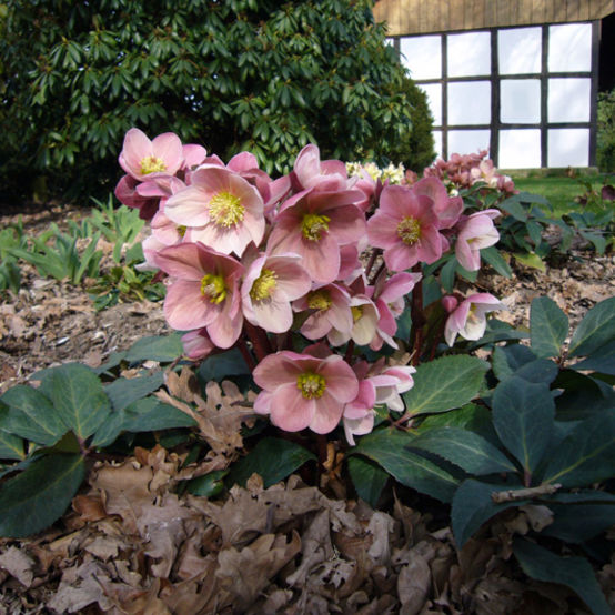 HELLEBORUS ORIENTALIS ROSA DI NATALE ASSORTITO VASO 15CM