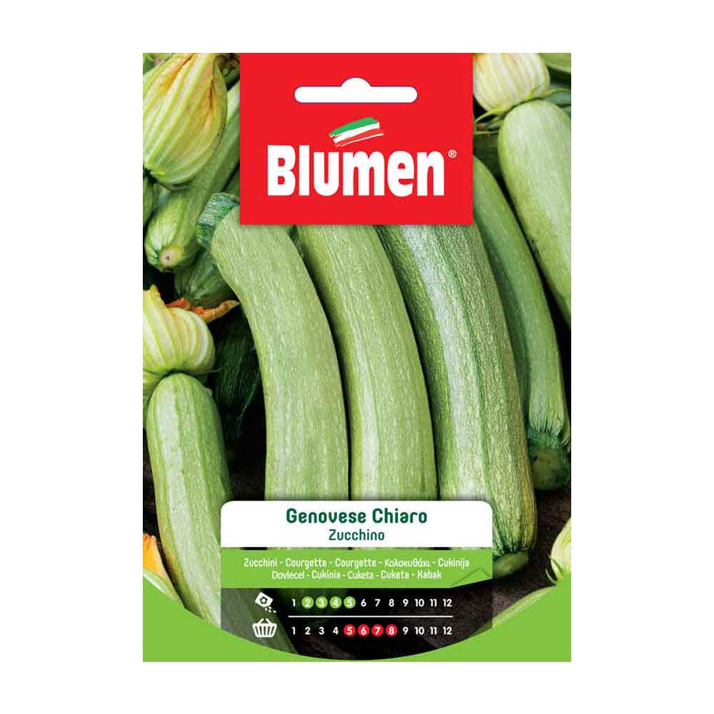 SEMI ZUCCHINO GENOVESE CHIARO BLUMEN