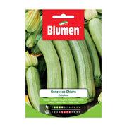 SEMI ZUCCHINO GENOVESE CHIARO BLUMEN