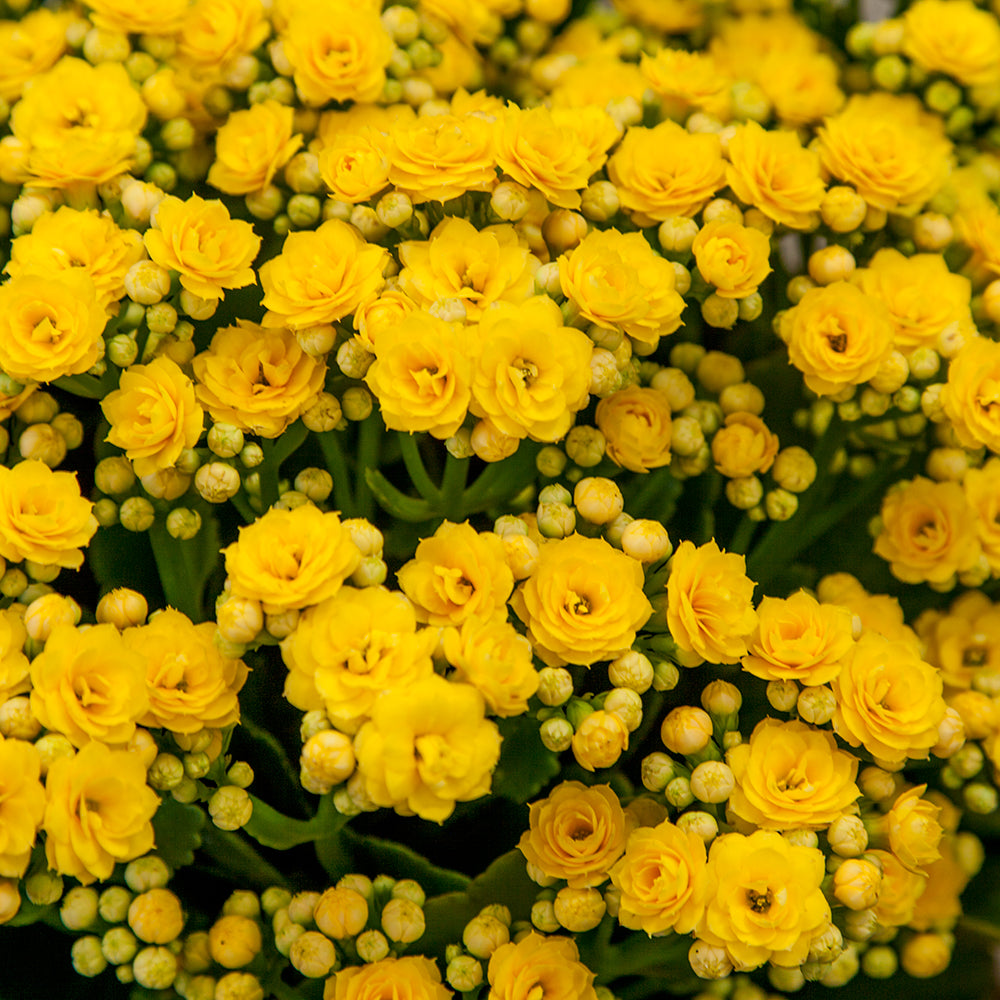 KALANCHOE GIALLA IN VASO 10.5CM