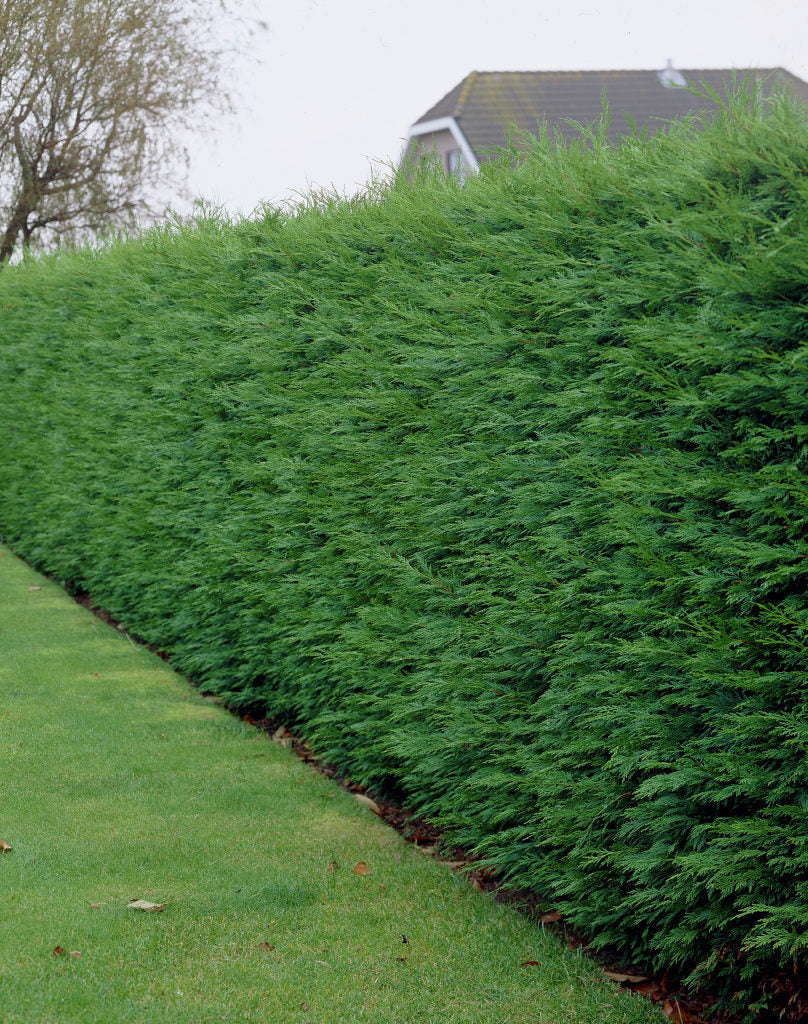 CUPRESSOCYPARIS CIPRESSO LEYLANDII VASO 12CM