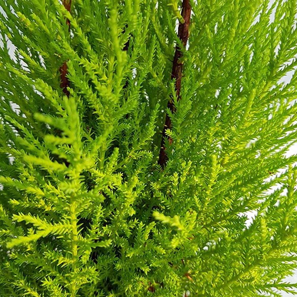CUPRESSUS CIPRESSO GOLDCREST WILMA VASO 17CM