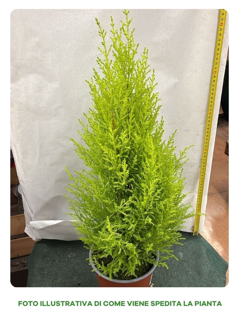 CUPRESSUS CIPRESSO GOLDCREST WILMA VASO 17CM
