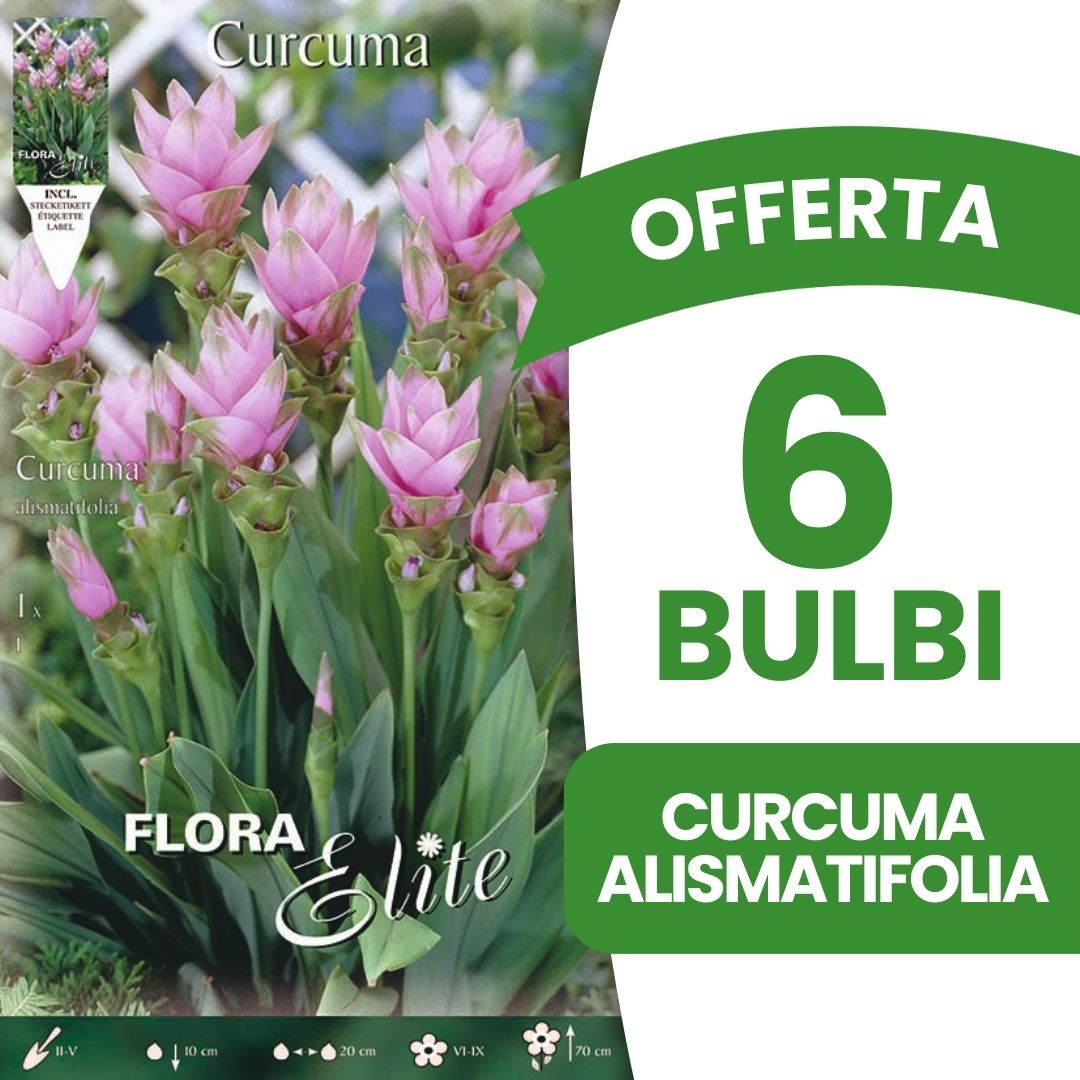 OFFERTA 6 BULBI CURCUMA ALISMATIFOLIA