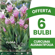 OFFERTA 6 BULBI CURCUMA ALISMATIFOLIA