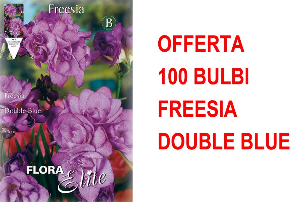 OFFERTA 100 BULBI FREESIA DOUBLE BLUE