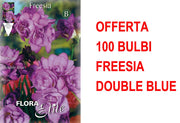 OFFERTA 100 BULBI FREESIA DOUBLE BLUE