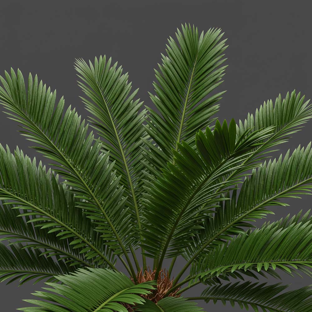 CYCAS REVOLUTA, IN VASO 15 CM