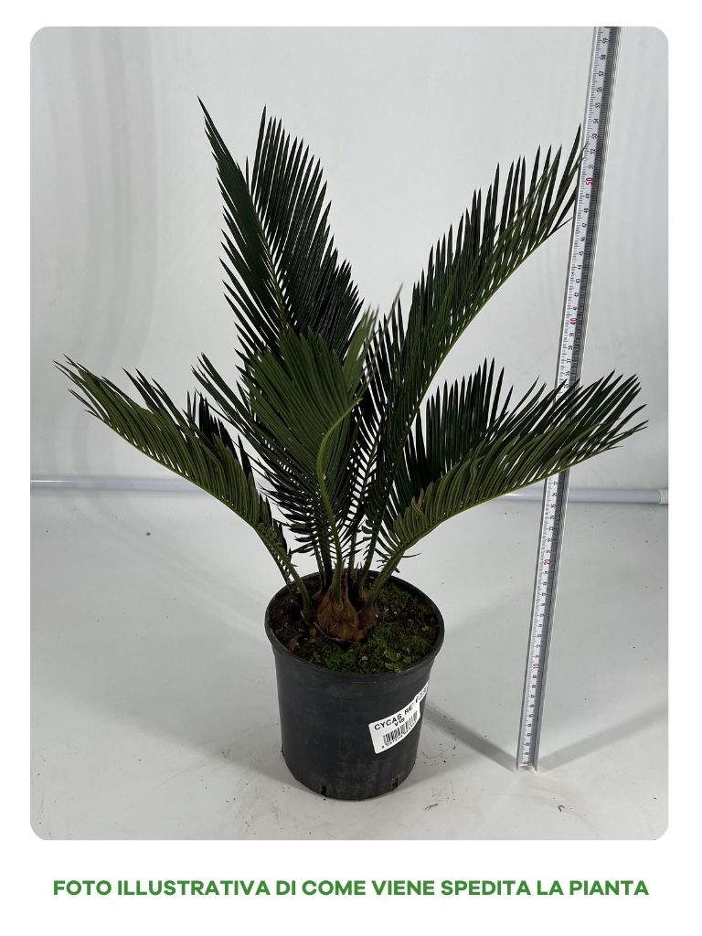 CYCAS REVOLUTA, IN VASO 15 CM