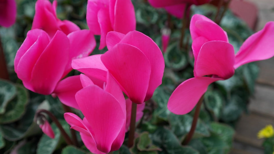OFFERTA 3 PIANTE DI CICLAMINI FUCSIA VASO 10CM