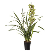 ORCHIDEA TROPICALE CYMBIDIUM, IN VASO 12 CM