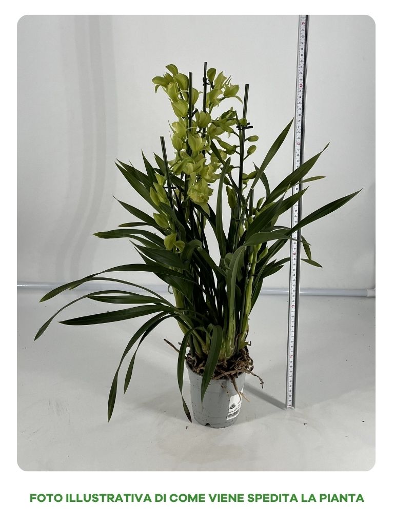 ORCHIDEA TROPICALE CYMBIDIUM, IN VASO 12 CM