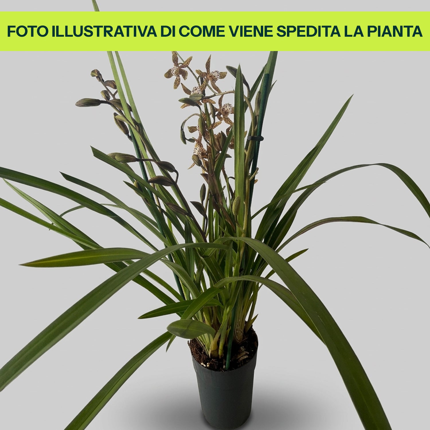 Guzmania Yeltix im 12-cm-Topf