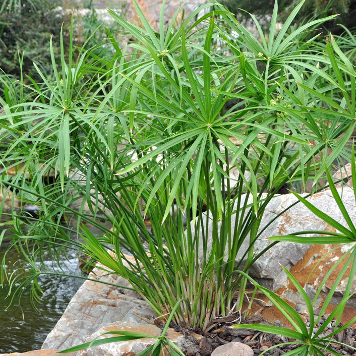 CYPERUS ALTERNIFOLIUS (FALSO PAPIRO) IN VASO 19CM
