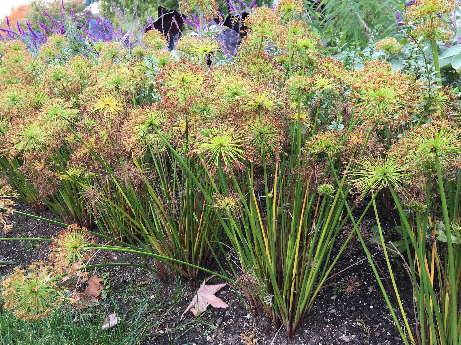 CYPERUS HASPAN PAPIRO IN VASO 12CM