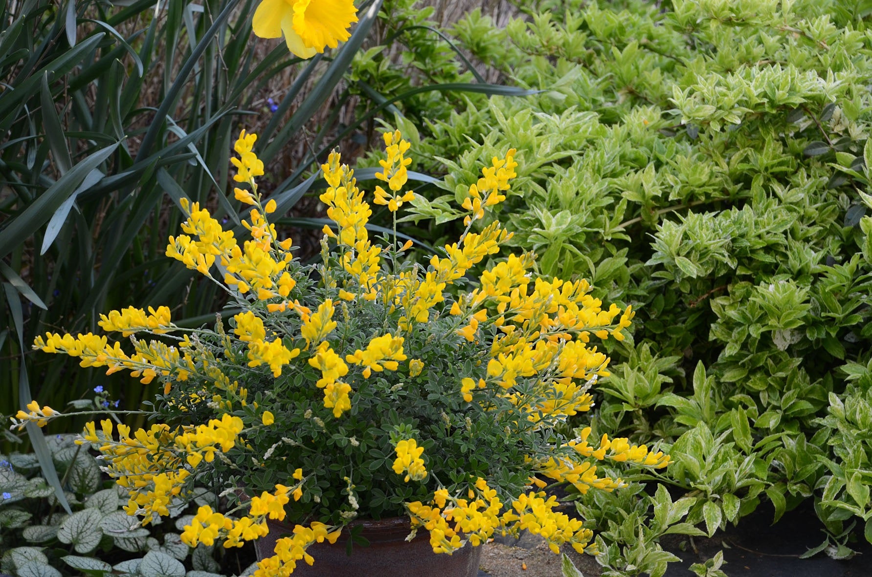 CYTISUS RACEMOSUS GINESTRA IN VASO 17CM