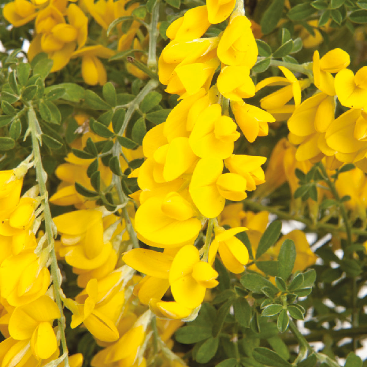 CYTISUS RACEMOSUS GINESTRA IN VASO 17CM