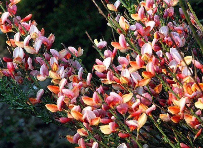 CYTISUS P.ZEELANDIA VASO 14CM