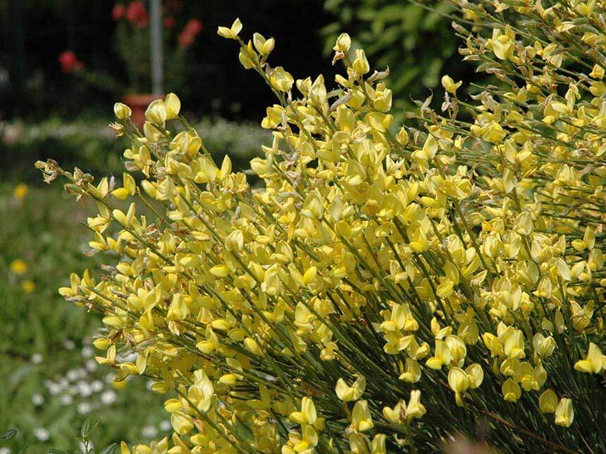 CYTISUS GINESTRA VASO 14CM