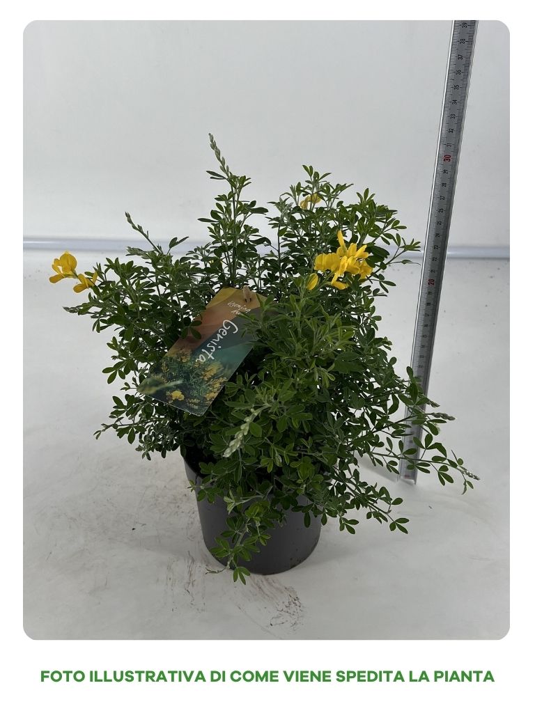 CYTISUS GINESTRA VASO 14CM