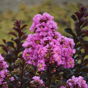 LAGERSTROEMIA INDICA RAPSODY BLU VASO 19CM