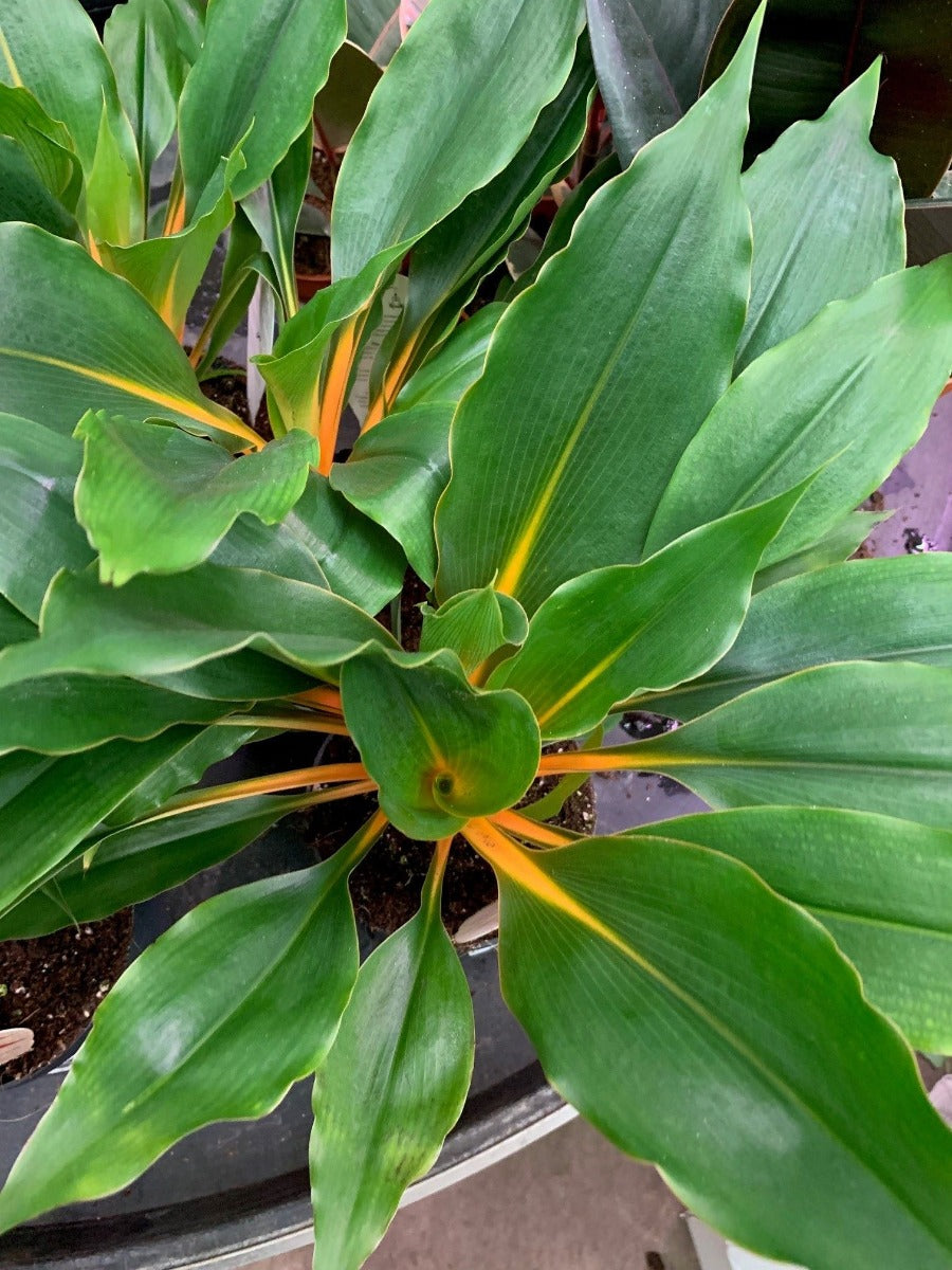 CHLOROPHYTUM GREEN ORANGE VASO 12CM