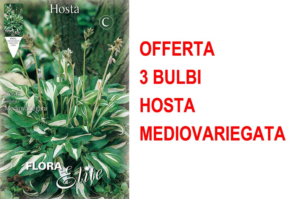 OFFERTA 3 BULBI HOSTA UNDULATA MEDIOVARIEGATA