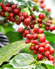 COFFEA ARABICA PIANTA DEL CAFFÈ IN TAZZA 6CM