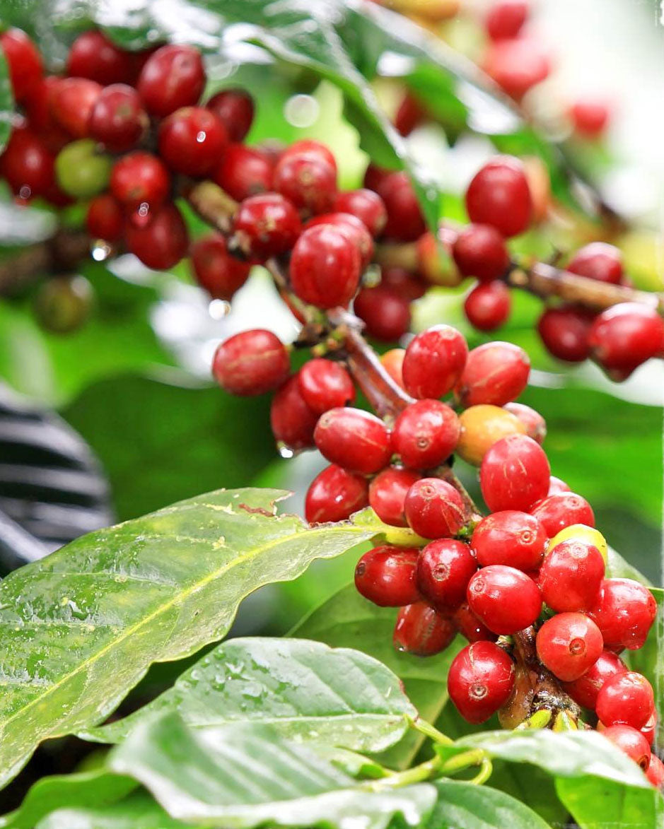 COFFEA ARABICA PIANTA DEL CAFFÈ IN TAZZA 6CM
