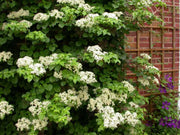 ORTENSIA HYDRANGEA ANOMALA PETIOLARIS VASO 19CM