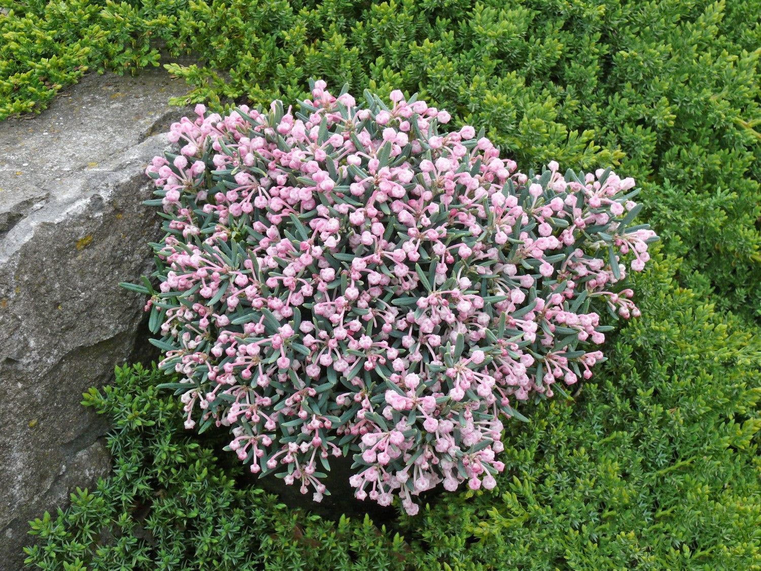 ANDROMEDA POLIFOLIA COMPACTA IN VASO 19CM