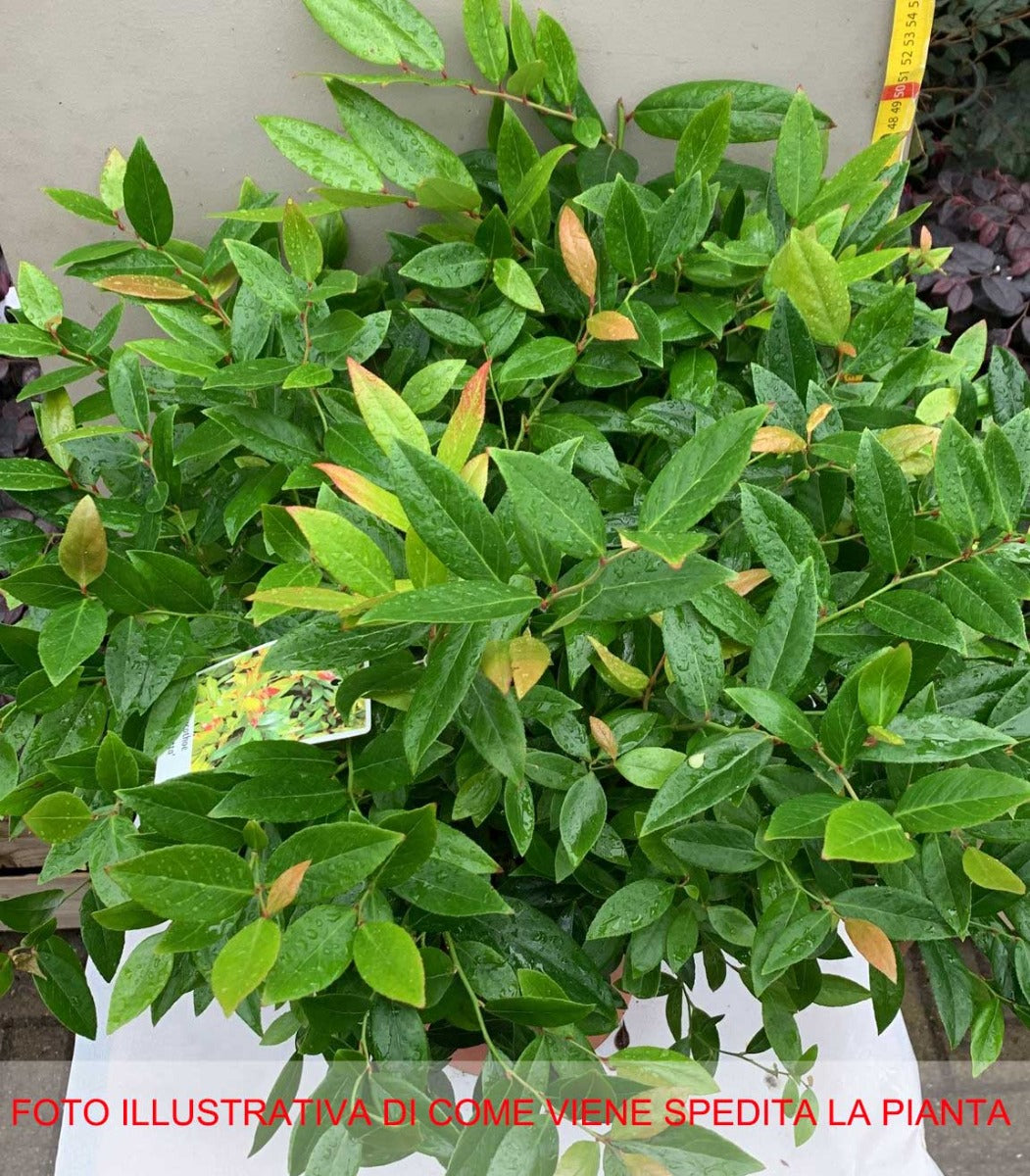 LEUCOTHOE SCARLETTA VASO 24CM