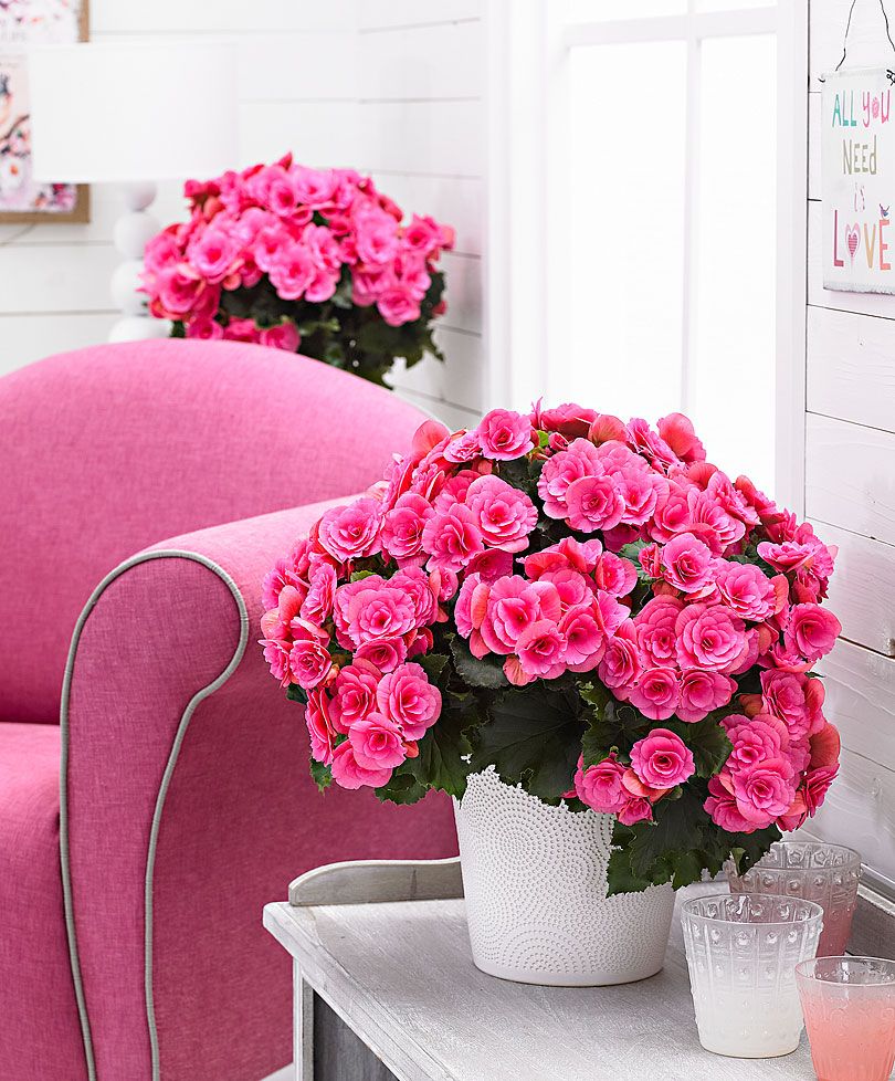 BEGONIA COLORE ASSORTITO IN VASO 14CM