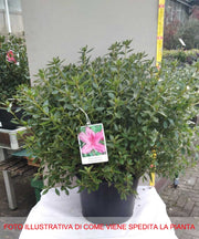 AZALEA JAPONICA PURPLE SPLENDOR VASO 24CM