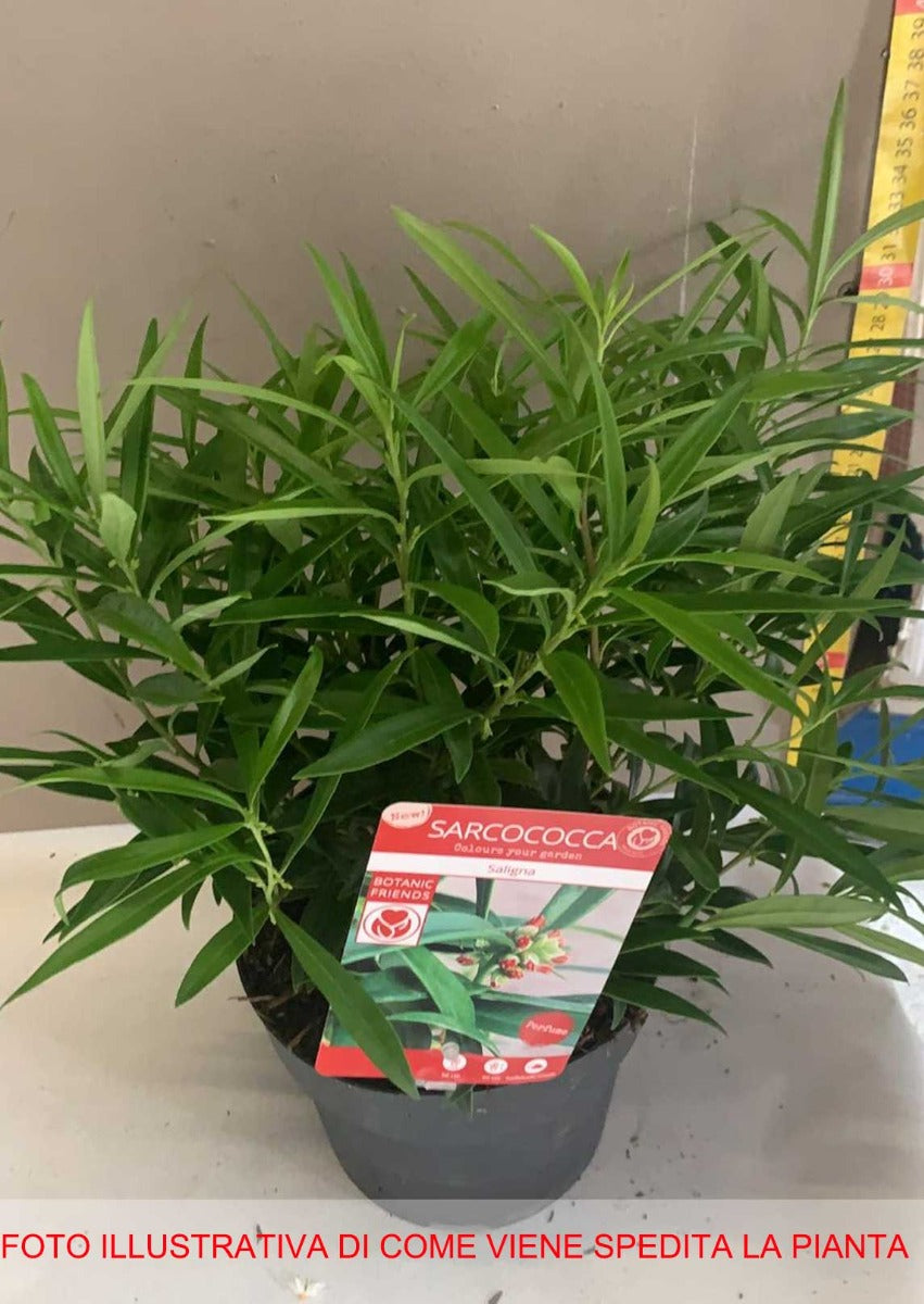 SARCOCOCCA SALIGNA VASO 17CM
