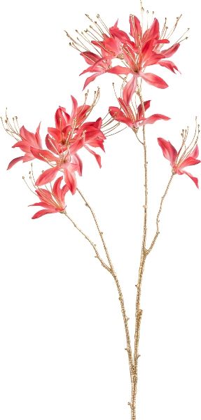 Monarda fiore colore Salmone, 80 cm