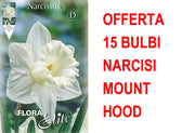 OFFERTA 15 BULBI NARCISO TRUMPET MOUNT HOOD