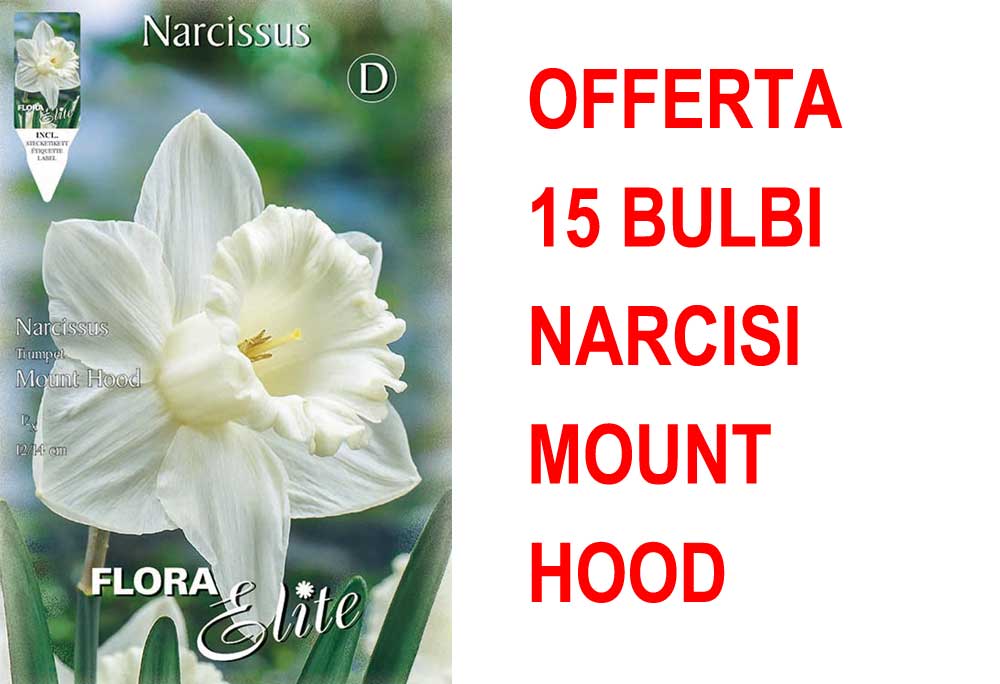 OFFERTA 15 BULBI NARCISO TRUMPET MOUNT HOOD
