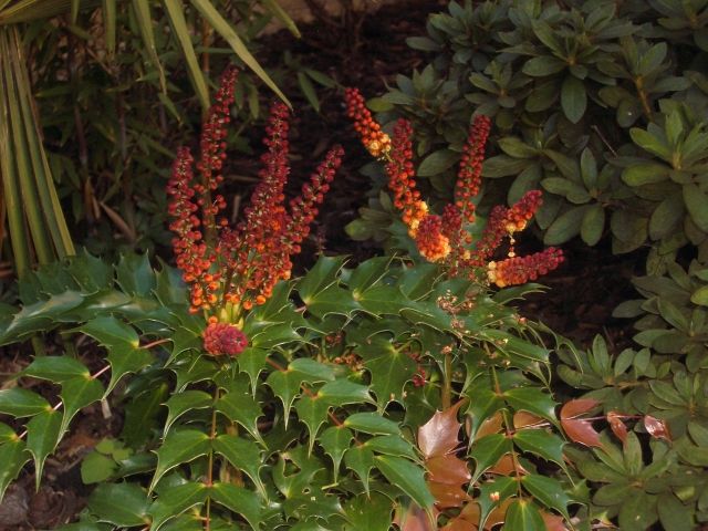MAHONIA CABARET VASO 18CM